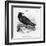 Raven (Corvus Corax) Perching on a Rock-null-Framed Photographic Print