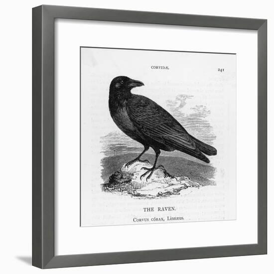 Raven (Corvus Corax) Perching on a Rock-null-Framed Photographic Print