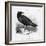 Raven (Corvus Corax) Perching on a Rock-null-Framed Photographic Print