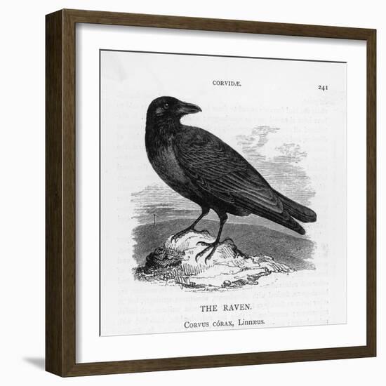 Raven (Corvus Corax) Perching on a Rock-null-Framed Photographic Print