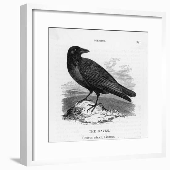 Raven (Corvus Corax) Perching on a Rock-null-Framed Photographic Print