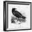 Raven (Corvus Corax) Perching on a Rock-null-Framed Photographic Print