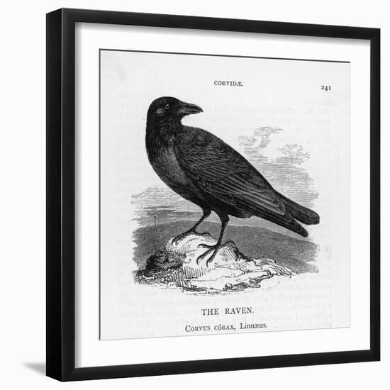 Raven (Corvus Corax) Perching on a Rock-null-Framed Photographic Print