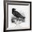 Raven (Corvus Corax) Perching on a Rock-null-Framed Photographic Print