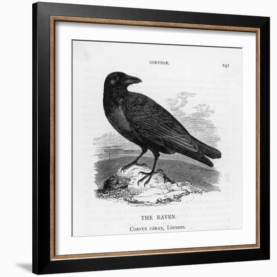 Raven (Corvus Corax) Perching on a Rock-null-Framed Photographic Print