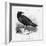 Raven (Corvus Corax) Perching on a Rock-null-Framed Photographic Print