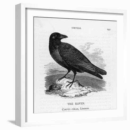 Raven (Corvus Corax) Perching on a Rock-null-Framed Photographic Print