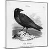 Raven (Corvus Corax) Perching on a Rock-null-Mounted Photographic Print