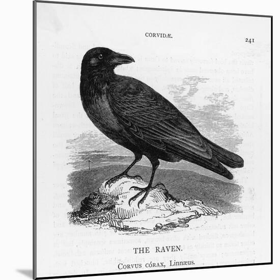 Raven (Corvus Corax) Perching on a Rock-null-Mounted Photographic Print