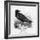 Raven (Corvus Corax) Perching on a Rock-null-Framed Photographic Print