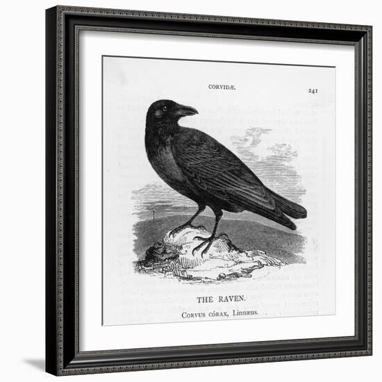 Raven (Corvus Corax) Perching on a Rock-null-Framed Photographic Print