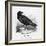 Raven (Corvus Corax) Perching on a Rock-null-Framed Photographic Print