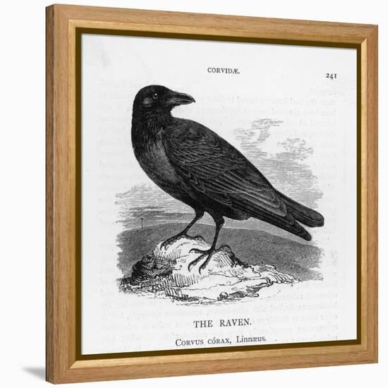 Raven (Corvus Corax) Perching on a Rock-null-Framed Premier Image Canvas