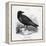 Raven (Corvus Corax) Perching on a Rock-null-Framed Premier Image Canvas