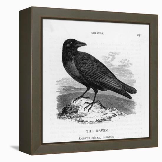 Raven (Corvus Corax) Perching on a Rock-null-Framed Premier Image Canvas