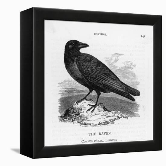 Raven (Corvus Corax) Perching on a Rock-null-Framed Premier Image Canvas