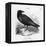 Raven (Corvus Corax) Perching on a Rock-null-Framed Premier Image Canvas