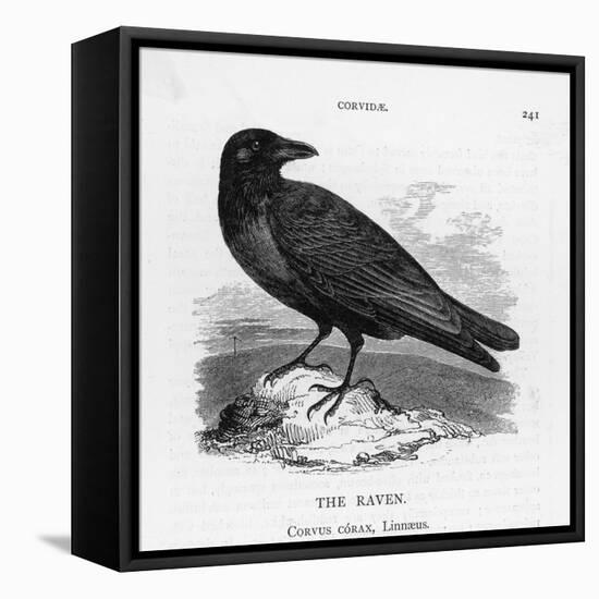 Raven (Corvus Corax) Perching on a Rock-null-Framed Premier Image Canvas