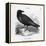 Raven (Corvus Corax) Perching on a Rock-null-Framed Premier Image Canvas