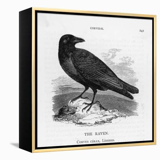 Raven (Corvus Corax) Perching on a Rock-null-Framed Premier Image Canvas