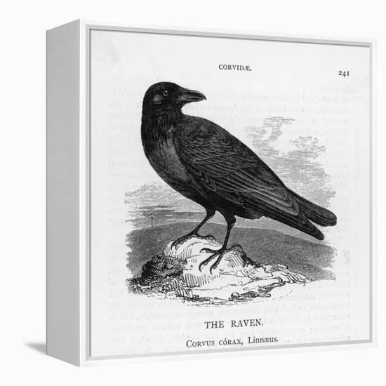 Raven (Corvus Corax) Perching on a Rock-null-Framed Premier Image Canvas