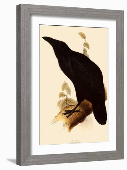 Raven, Corvus Corax-Edward Lear-Framed Giclee Print