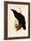 Raven, Corvus Corax-Edward Lear-Framed Giclee Print