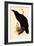 Raven, Corvus Corax-Edward Lear-Framed Giclee Print