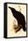 Raven, Corvus Corax-Edward Lear-Framed Premier Image Canvas