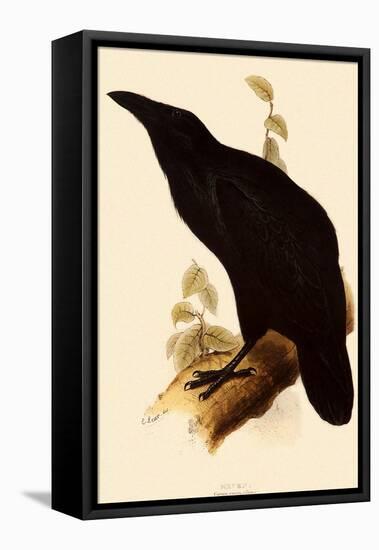 Raven, Corvus Corax-Edward Lear-Framed Premier Image Canvas