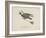 Raven Flying On a Broom, Nonsense Botany Animals and Other Poems Written and Drawn by Edward Lear-Edward Lear-Framed Giclee Print