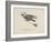 Raven Flying On a Broom, Nonsense Botany Animals and Other Poems Written and Drawn by Edward Lear-Edward Lear-Framed Giclee Print