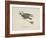 Raven Flying On a Broom, Nonsense Botany Animals and Other Poems Written and Drawn by Edward Lear-Edward Lear-Framed Giclee Print