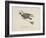 Raven Flying On a Broom, Nonsense Botany Animals and Other Poems Written and Drawn by Edward Lear-Edward Lear-Framed Giclee Print