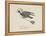 Raven Flying On a Broom, Nonsense Botany Animals and Other Poems Written and Drawn by Edward Lear-Edward Lear-Framed Premier Image Canvas