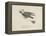 Raven Flying On a Broom, Nonsense Botany Animals and Other Poems Written and Drawn by Edward Lear-Edward Lear-Framed Premier Image Canvas