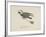 Raven Flying On a Broom, Nonsense Botany Animals and Other Poems Written and Drawn by Edward Lear-Edward Lear-Framed Giclee Print