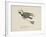 Raven Flying On a Broom, Nonsense Botany Animals and Other Poems Written and Drawn by Edward Lear-Edward Lear-Framed Giclee Print