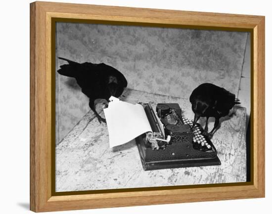 Raven Typing His Own Name of on the Typewriter-Peter Stackpole-Framed Premier Image Canvas