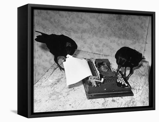 Raven Typing His Own Name of on the Typewriter-Peter Stackpole-Framed Premier Image Canvas