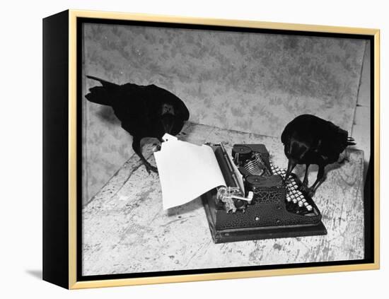 Raven Typing His Own Name of on the Typewriter-Peter Stackpole-Framed Premier Image Canvas