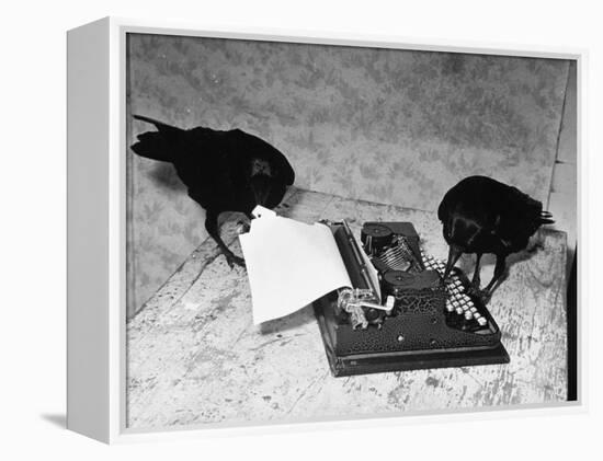 Raven Typing His Own Name of on the Typewriter-Peter Stackpole-Framed Premier Image Canvas