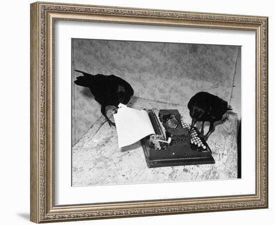 Raven Typing His Own Name of on the Typewriter-Peter Stackpole-Framed Premium Photographic Print