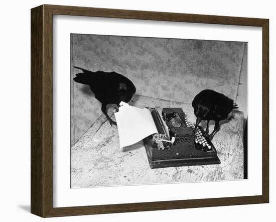 Raven Typing His Own Name of on the Typewriter-Peter Stackpole-Framed Premium Photographic Print