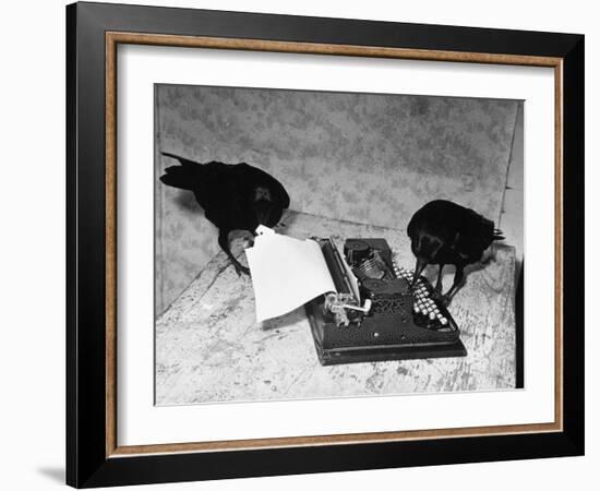 Raven Typing His Own Name of on the Typewriter-Peter Stackpole-Framed Photographic Print