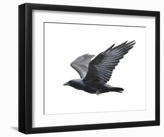 Raven-Todd Telander-Framed Art Print