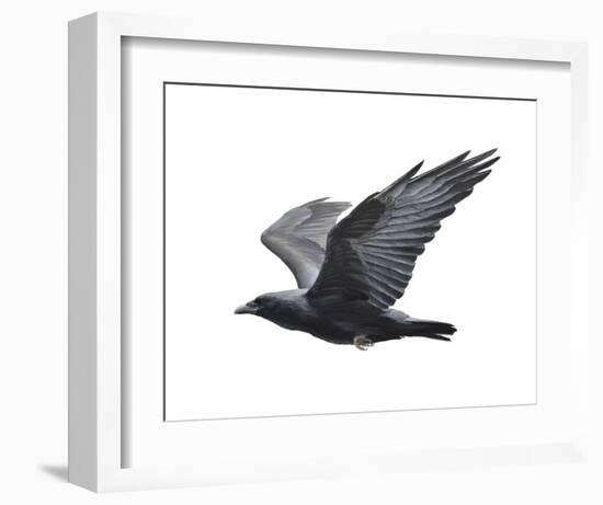 Raven-Todd Telander-Framed Art Print