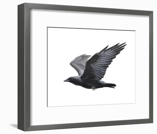 Raven-Todd Telander-Framed Art Print