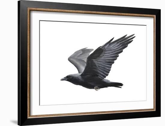 Raven-Todd Telander-Framed Art Print