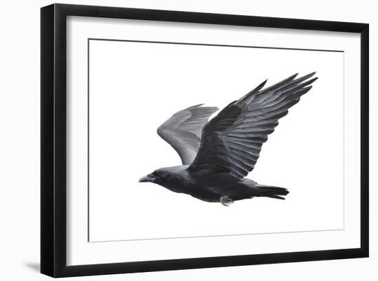 Raven-Todd Telander-Framed Art Print